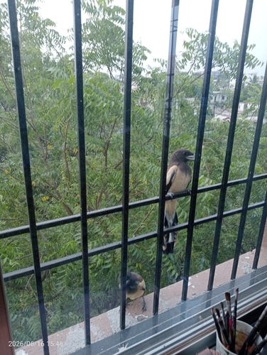 Rufous Treepie