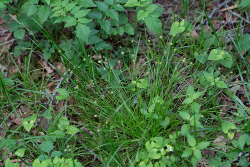 Carex fulta iNat (1)