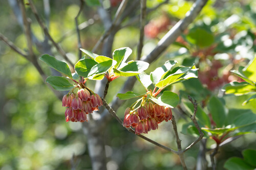 Enkianthus campanulatus observed 2026-06-13