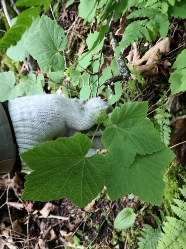 Ribes mandshuricum
