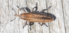 Lixus albomarginatus