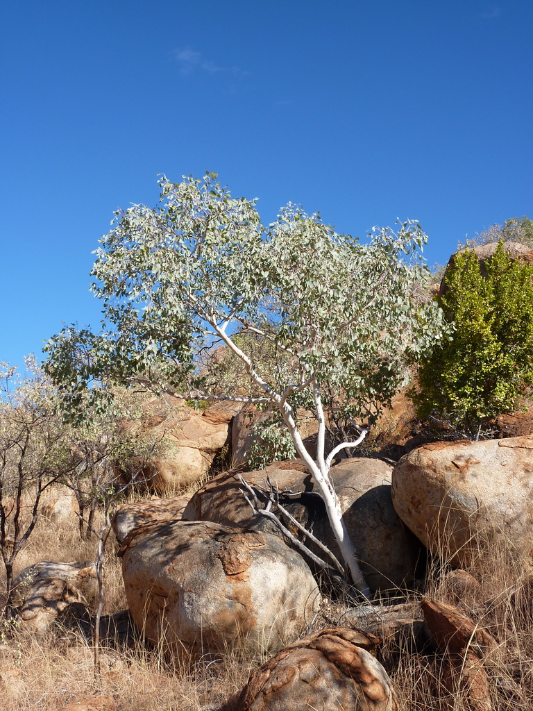 Eucalyptus ordiana