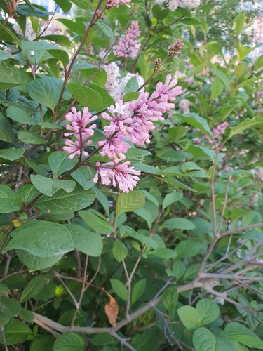 Syringa josikaea
