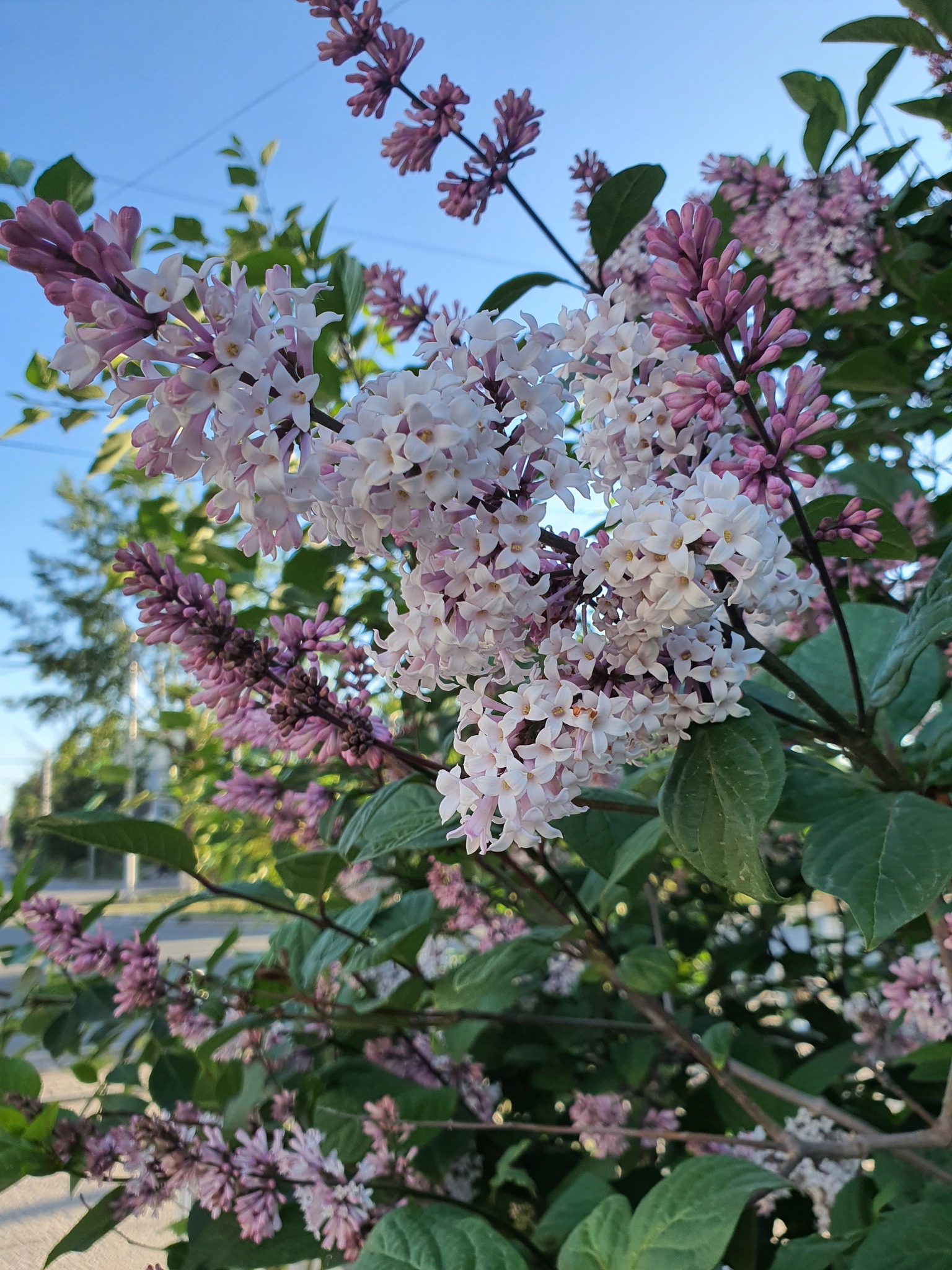 Syringa josikaea