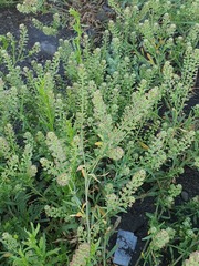 (c) Urgamal Magsar, some rights reserved (CC BY) Lepidium apetalum, photograph (c) Urgamal Magsar, some rights reserved (CC BY)