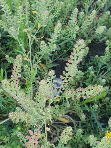 Lepidium apetalum
