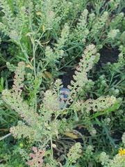 Lepidium apetalum