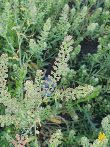 Lepidium apetalum, photograph 3