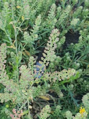 (c) Urgamal Magsar, some rights reserved (CC BY) Lepidium apetalum, photograph (c) Urgamal Magsar, some rights reserved (CC BY)