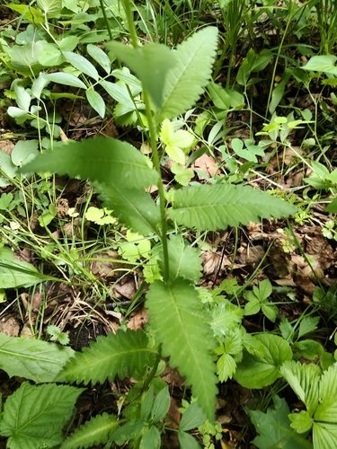 Pedicularis resupinata