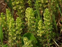 Cruciata