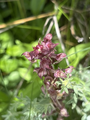 Bug Orchid