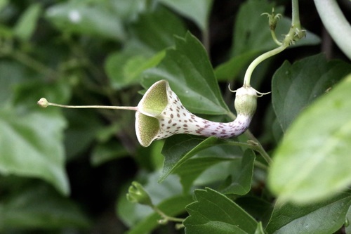 Ceropegia haygarthii