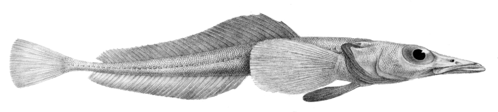 Antarctic Dragonfishes
