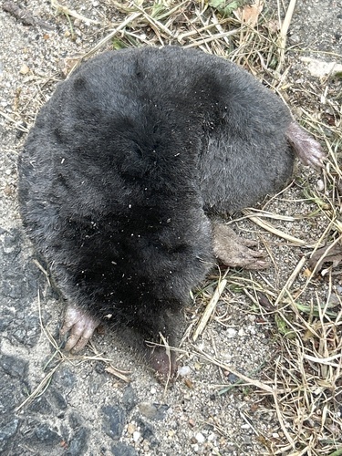 European Mole