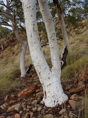 Eucalyptus brevifolia