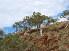 Eucalyptus brevifolia
