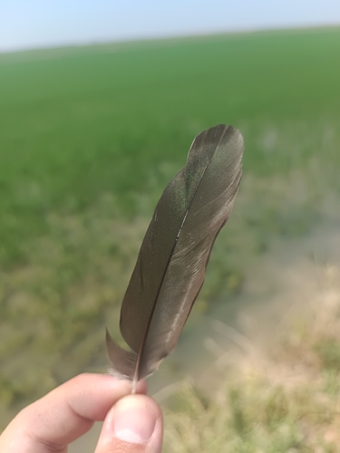 Plume de Ibis falcinelle