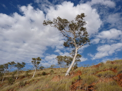 Eucalyptus brevifolia