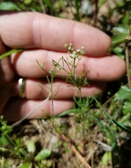 Spermolepis echinata