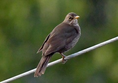 Turdus merula