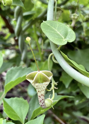 Ceropegia haygarthii