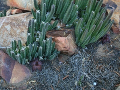 Stapelia hirsuta
