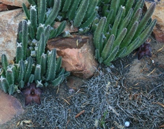 Stapelia hirsuta