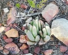 Machairophyllum albidum