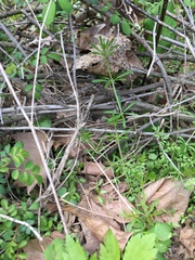 Pipilo erythrophthalmus