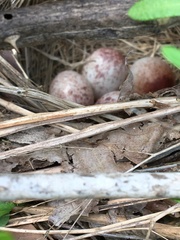 Pipilo erythrophthalmus