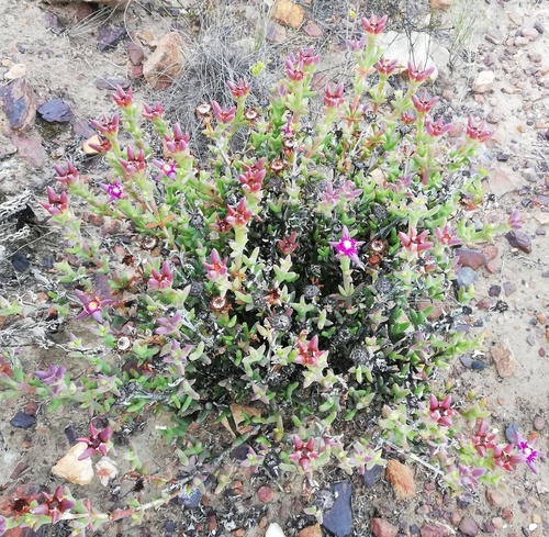 Mesembryanthemum integrum L. Bolus
