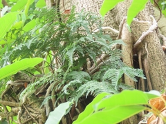 Davallia griffithiana