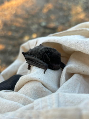Chalinolobus nigrogriseus, 2024-06-18
