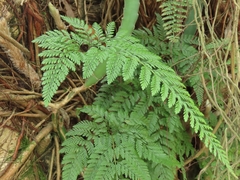 Davallia griffithiana