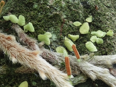 Davallia griffithiana