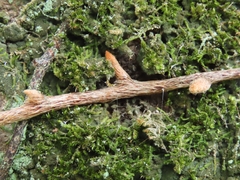 Davallia griffithiana