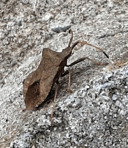 Dock Bug