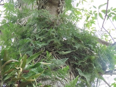 Davallia griffithiana