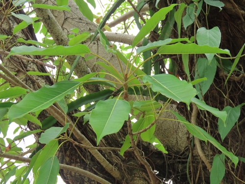 Ficus caulocarpa (Ficus caulocarpa)
