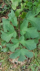 Heracleum sphondylium