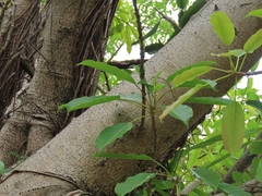 Ficus caulocarpa