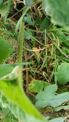 Heracleum sphondylium