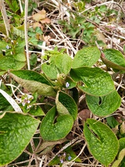 Brunnera