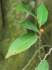 Ficus ampelos