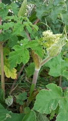 Heracleum sphondylium