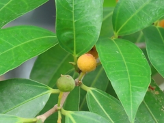 Ficus ampelos