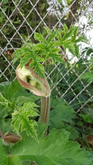 Heracleum sphondylium