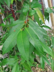 Ficus ampelos