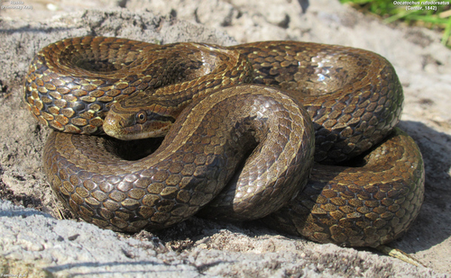 Frog-eating Rat Snake
